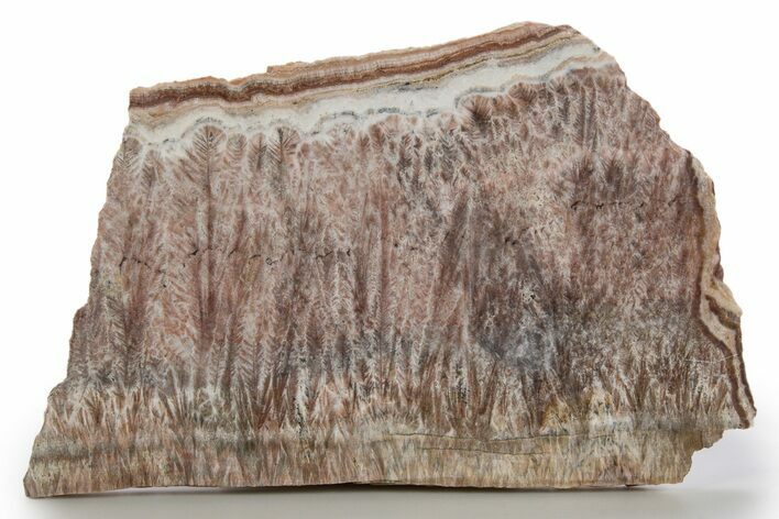 Polished Feathery Travertine (Aragonite) Slab - New Mexico #324323